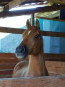 baligh2